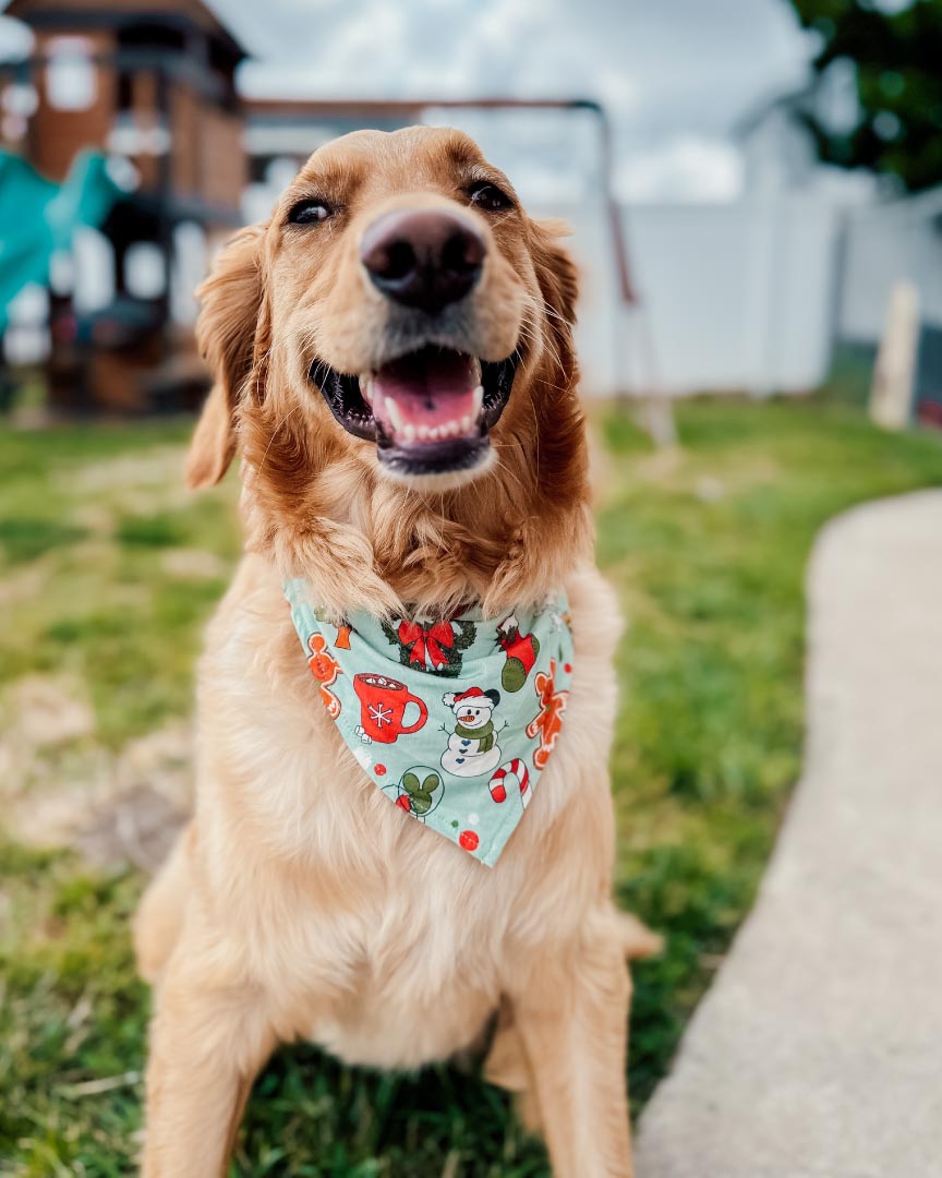 Holly Jolly Pet Bandana